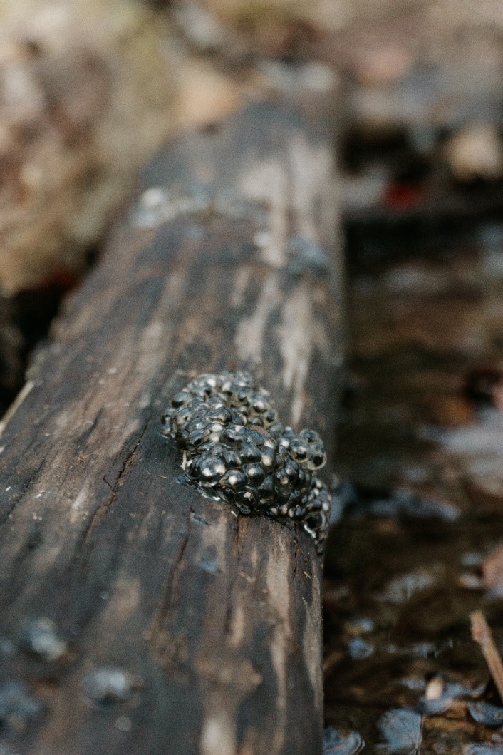 Wood Frog Eggs. Photo by Arden Blumenthal.