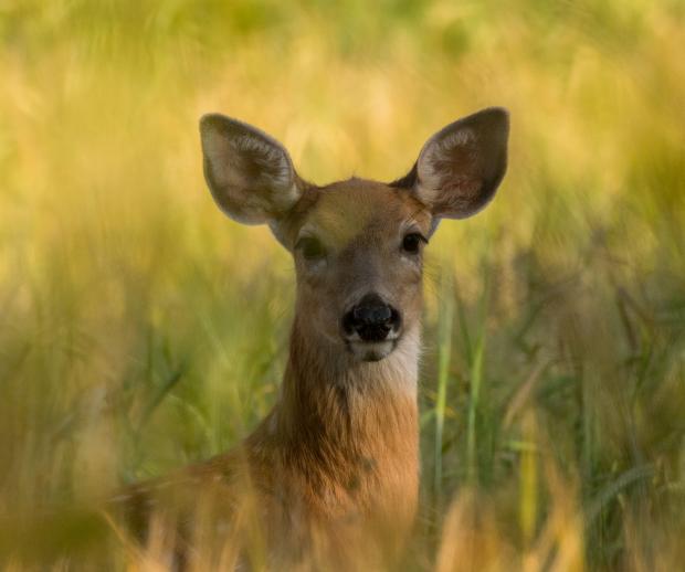 Deer. Photo by James Hammond.